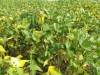 Học viện Nông nghiệp Việt Nam ứng dụng cơ giới hóa đồng bộ các khâu trong sản xuất đậu tương