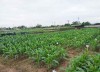 Quản lý cỏ dại bằng biện pháp phi hoá học - Hướng đi cần thiết trong sản xuất nông nghiệp bền vững