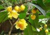 Nhân nhanh giống trà hoa vàng Tam Đảo (Camellia tamdaoensis Ninh et Hakoda) bằng giâm cành trên hệ thống khí canh