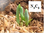Nghiệm thu đề tài “Chọn tạo giống hành củ (Allium cepa L. Aggregatum group) chịu nhiệt cho sản xuất trái vụ ở vùng Đồng bằng sông Hồng”