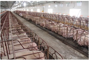 Hội thảo “Reduce Impact of Pig Manure”