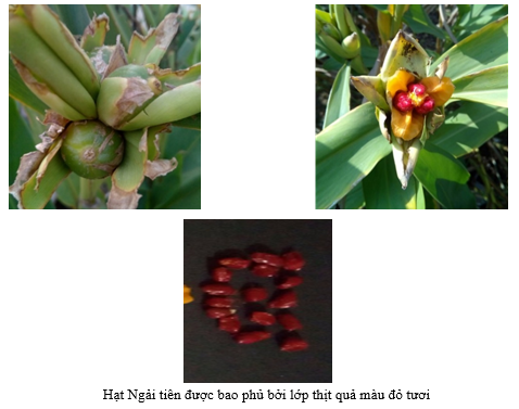 Đánh giá đặc điểm hoa, quả, hạt và chất lượng hạt phấn của các mẫu giống Ngải tiên (Hedychium spp.) trồng tại Gia Lâm, Hà Nội