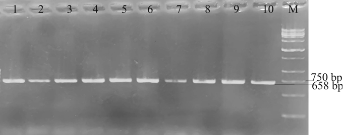 Đánh giá đa dạng gen COI ở tằm dâu (Bombyx mori)